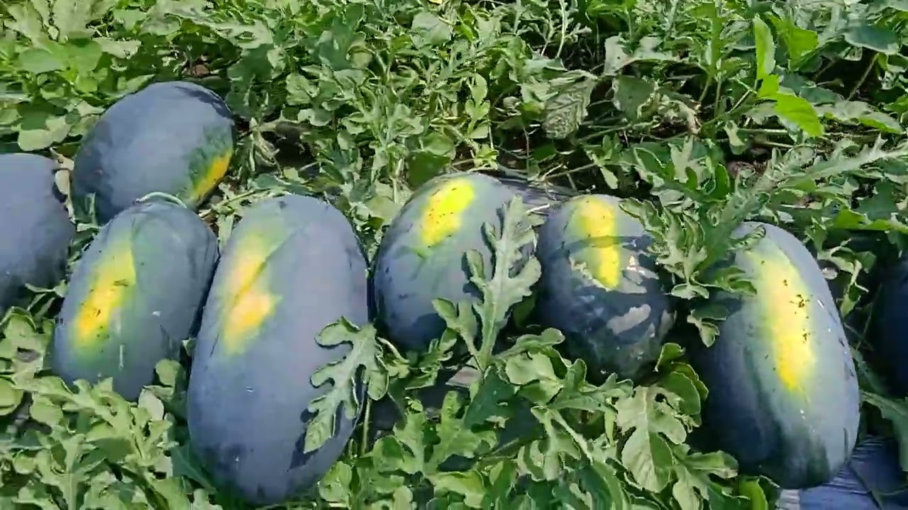 Kalash Seed Melody