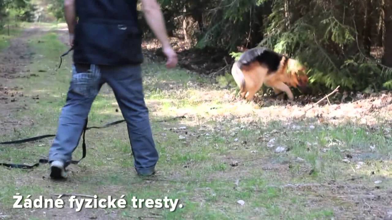 Agresivní pes? Neuvěříte, že na konci videa je stejný pes!