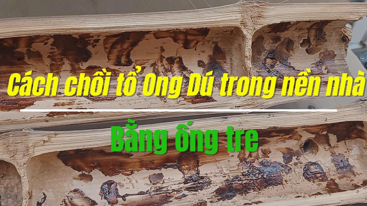 Cách chồi tổ Ong Dú trong nền nhà bằng ống tre từ A đến Z