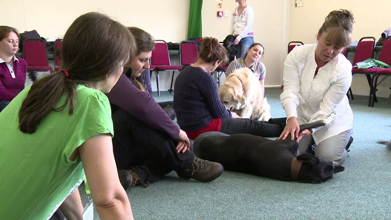 Animal Osteopathy Foundation Course at the European School of Osteopathy