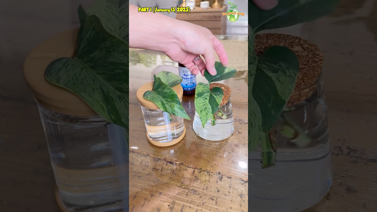 Part 1 : Plants + Hydrogen Peroxide EXPERIMENT #thegreenearth #plants #plant