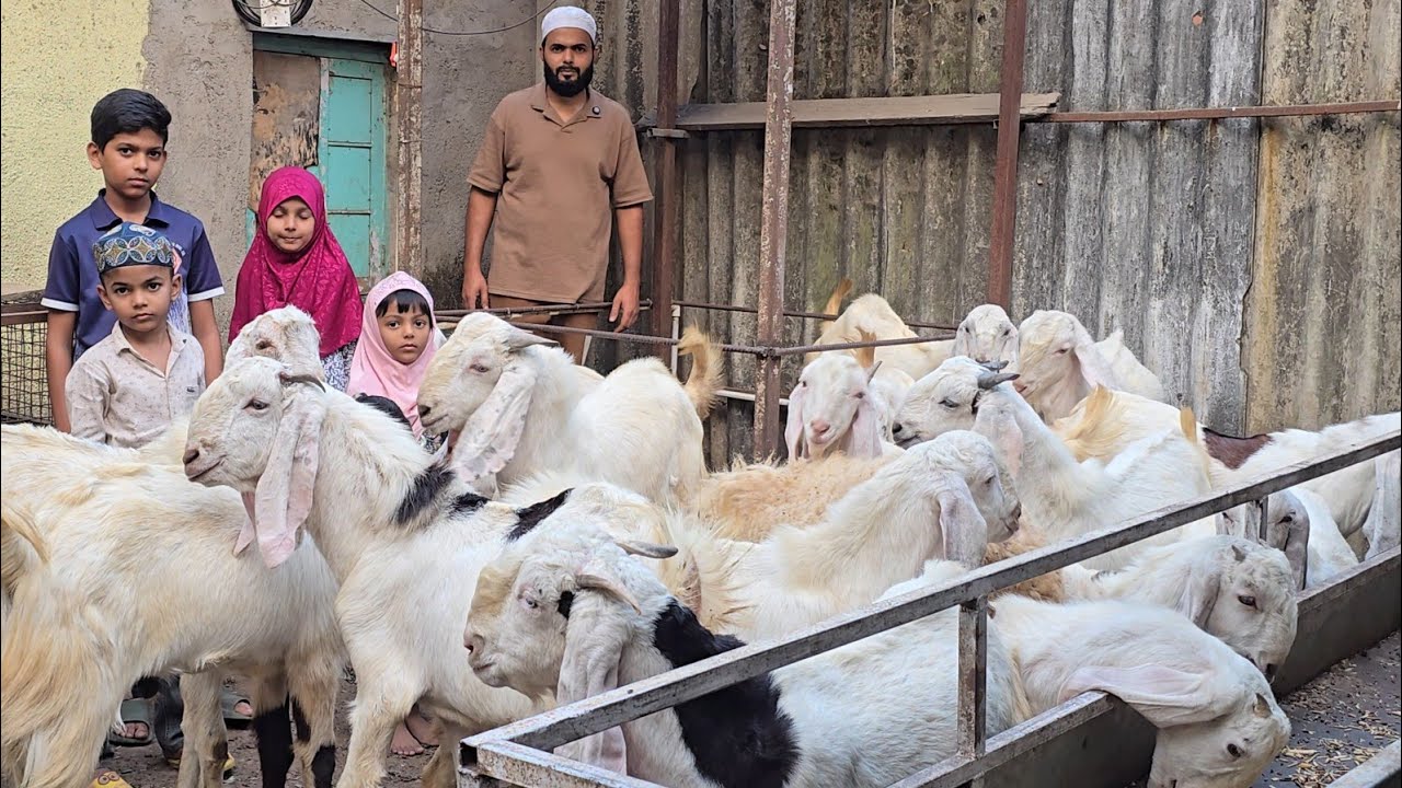 Nahi Milega😱 Quality Itna Bada Chanas🔥Dhamaka Offer Looto Aur Shouk Karo || AF Goat Farm Kharghar ||