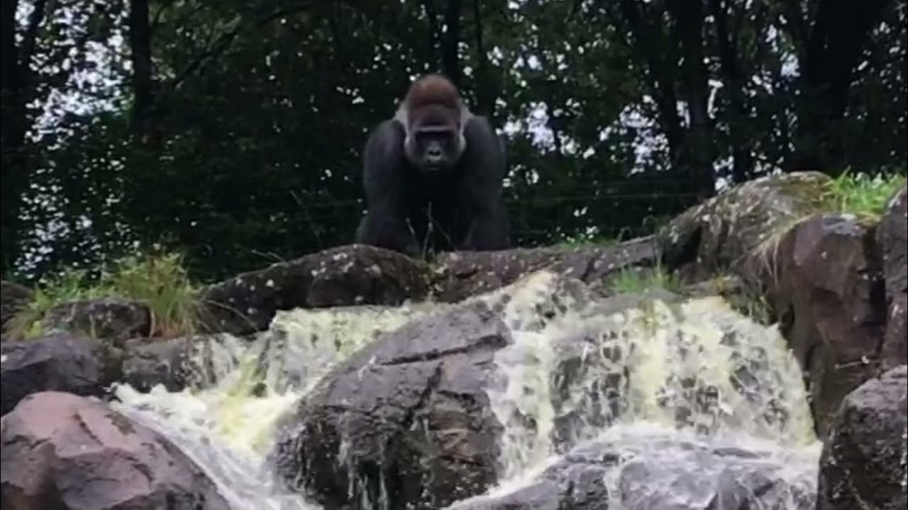 Western Lowland Gorilla (19) - Givskud Zoo (Denmark)