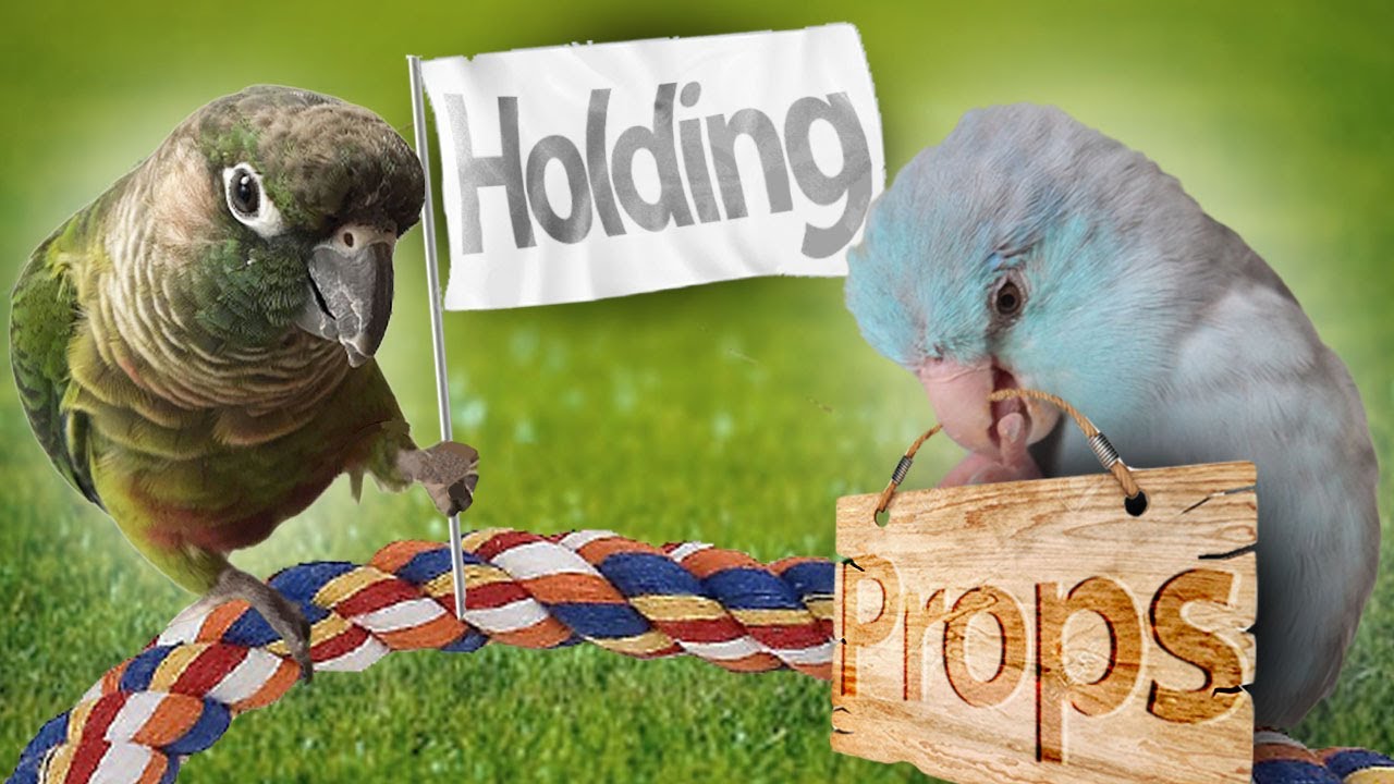 Holding Props | Training Tutorial