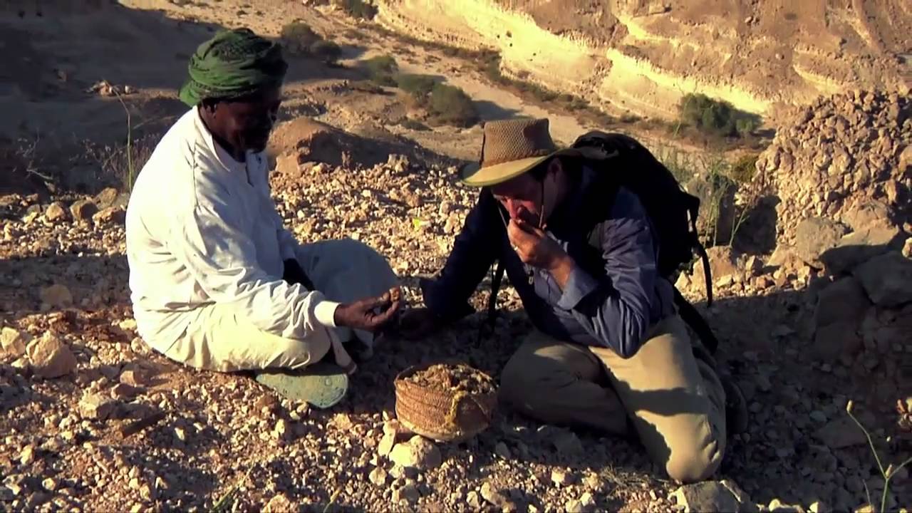 Frankincense: Trees | Young Living Essential Oils