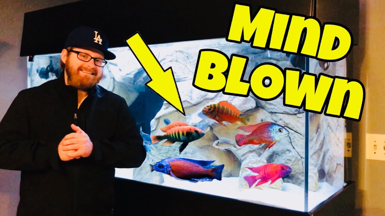 Colorful RED African Cichlids (Amazing)