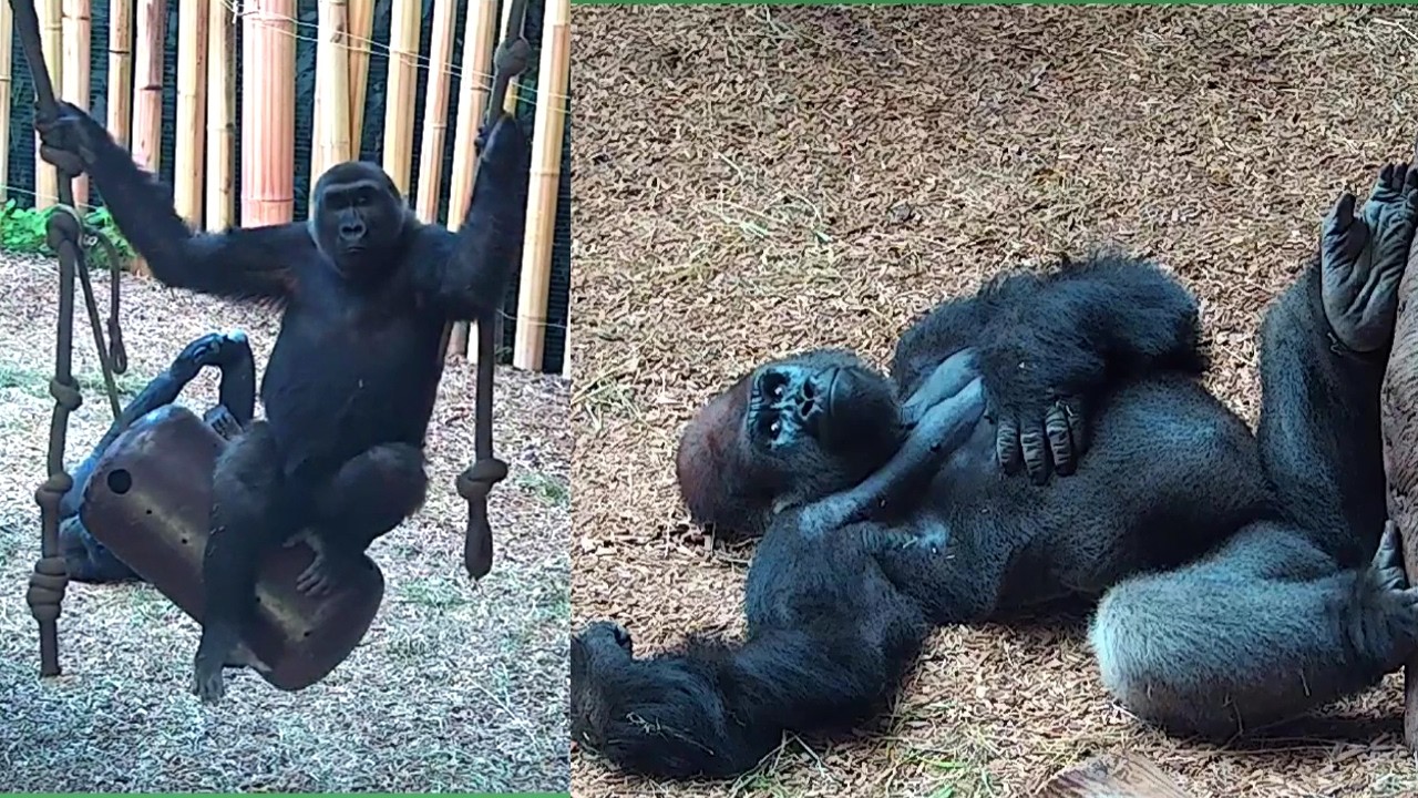 Toronto Zoo Gorillas: Playful Antics & Updates (Episode 1)