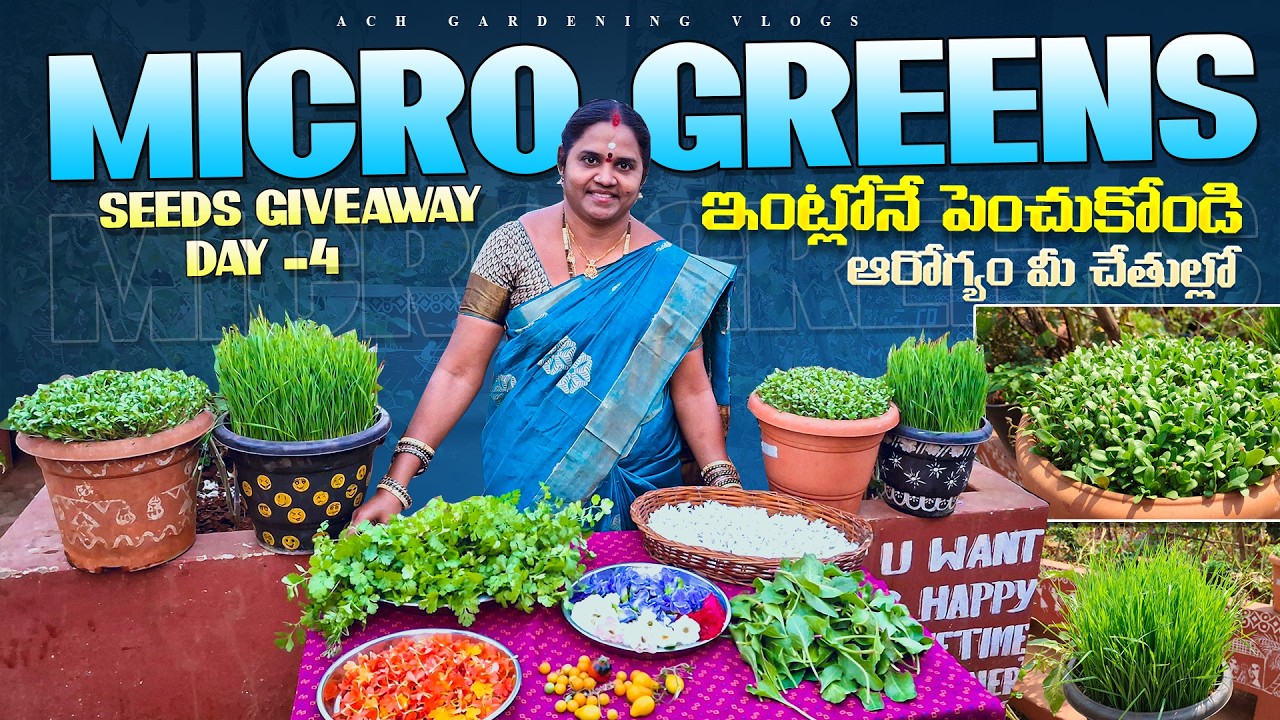 ఇంట్లో Micro greens ఇలా పెంచి చూడండి ఆరోగ్యం మీ చేతుల్లో | Vegetables Harvesting in Telugu #giveaway