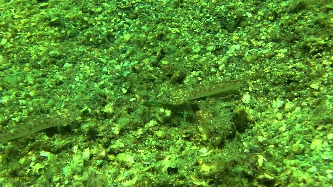 20120812_ひょうたん島 サビハゼ 相撲？