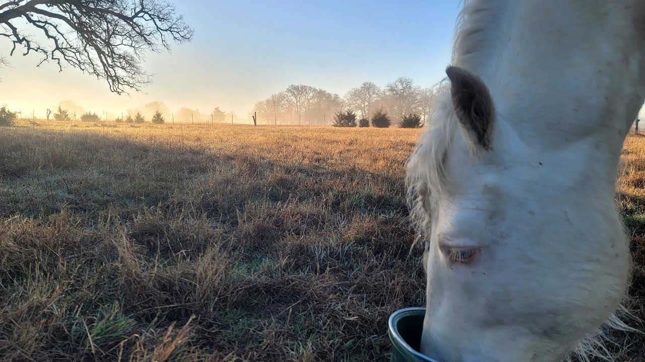Muddy Modi Foggy Breakfast Orchard Grass Pellets