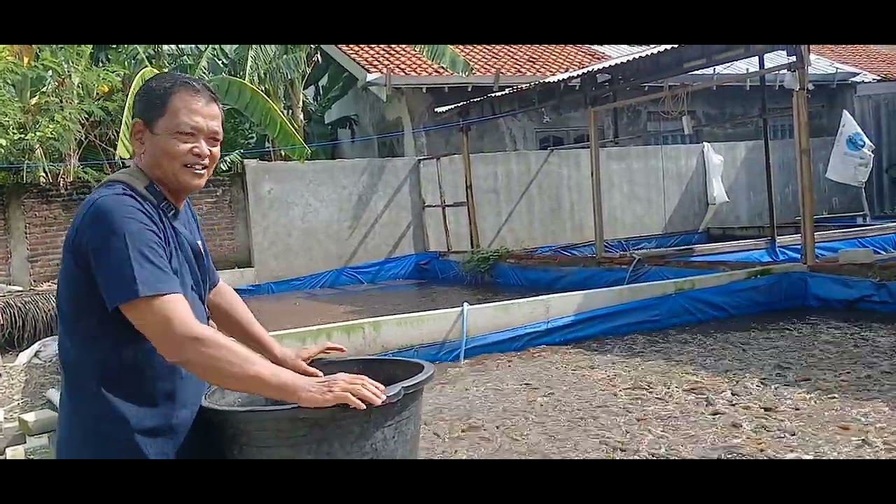 Budidaya Ikan Lele ( Pak Yustar)Kelurahan Limbangan Kulon - Kelurahan Brebes