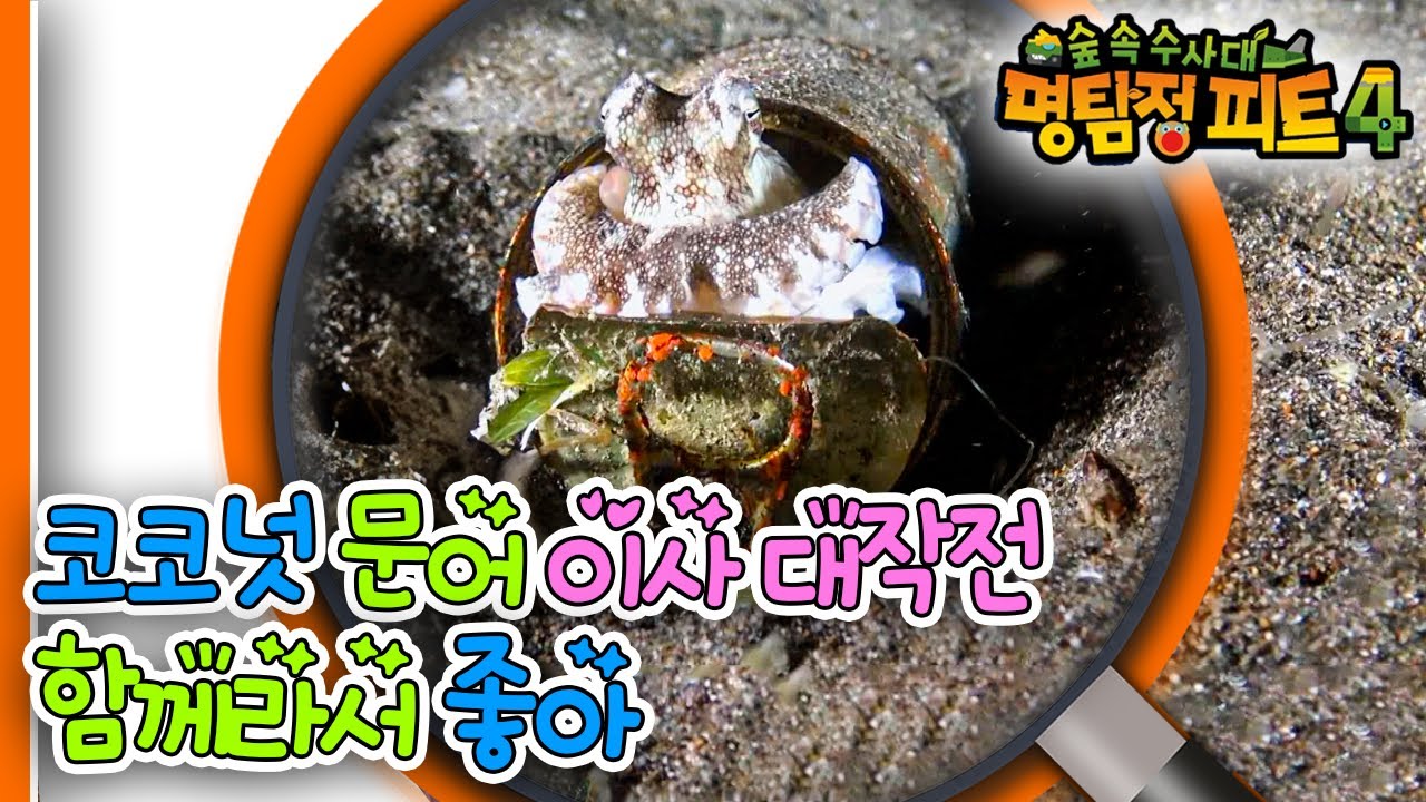 [EBS놀이터] 명탐정 피트4🔎｜코코넛 문어 이사 대작전｜함께라서 좋아｜숲 속 수사대｜동물｜식물｜곤충｜애니메이션