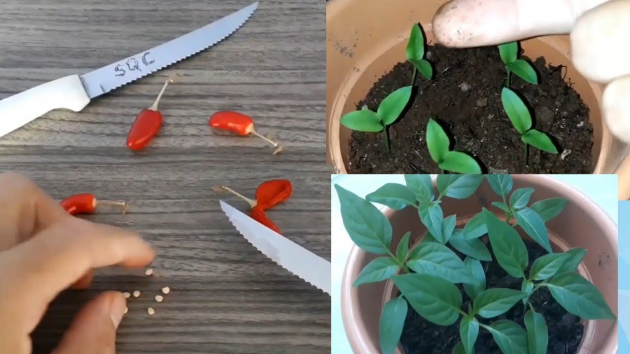 Como plantar pimenta! Como fazer muda de pimenta. Como plantar semente de pimenta. Muda E cultivar