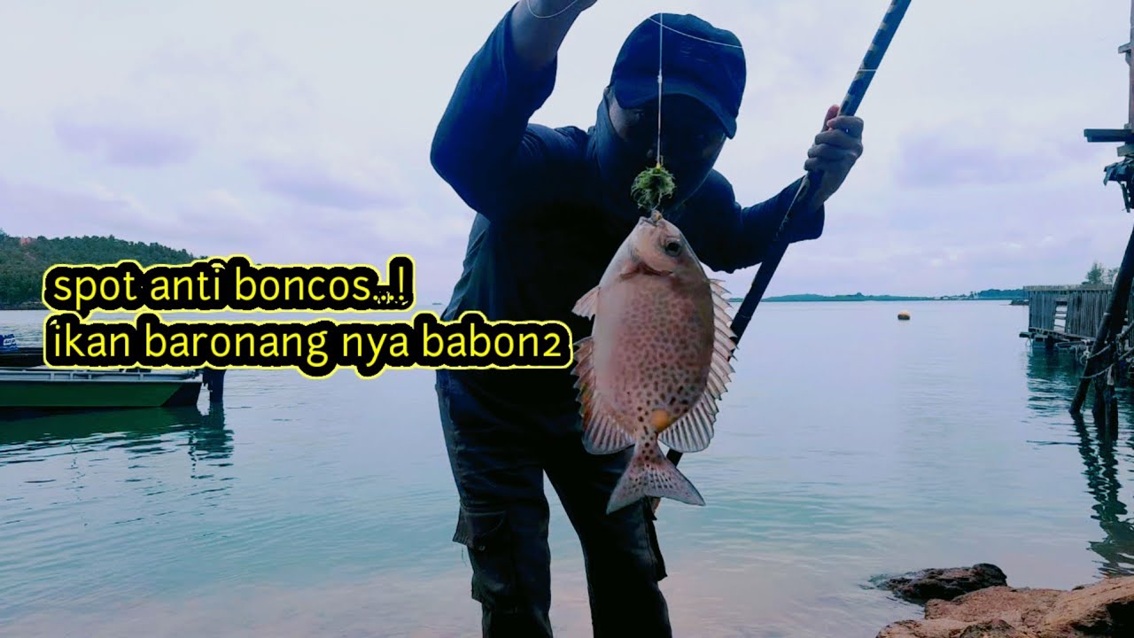 Panen Lagi..!! Di Bikin Heran, Di Pancing Dan Di Tembak ikan Baronang Nya Gak Habis2