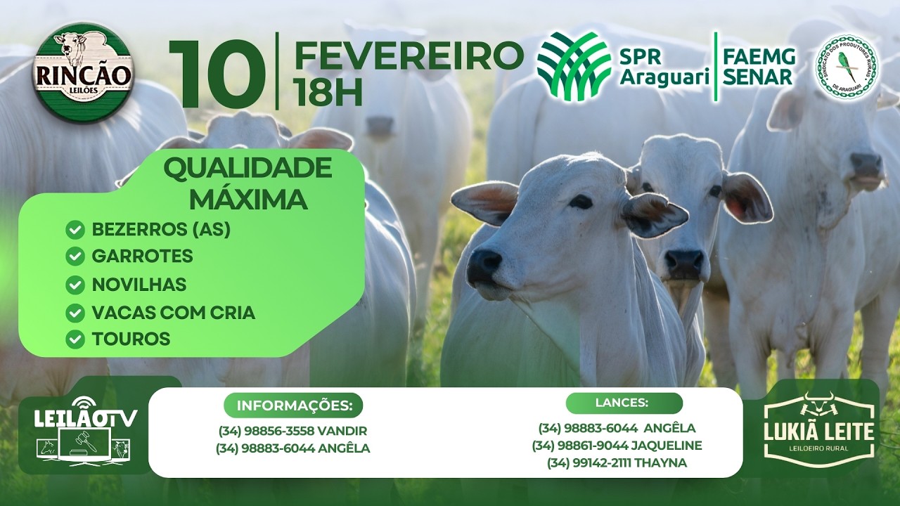 LEILÃO DE GADO DE CORTE - RINCÃO LEILÕES / SINDICATO RURAL DE ARAGUARI 10/02/26