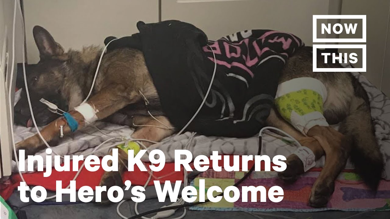 Police Dog Shot on Duty Returns Home