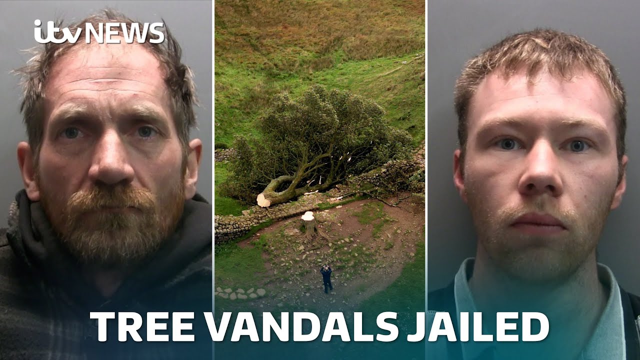 Sycamore Gap: WATCH as vandals sentenced for felling tree | ITV News