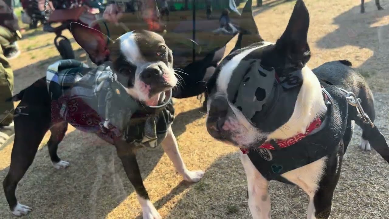 Boston Terrier festival 2025 4k60H
