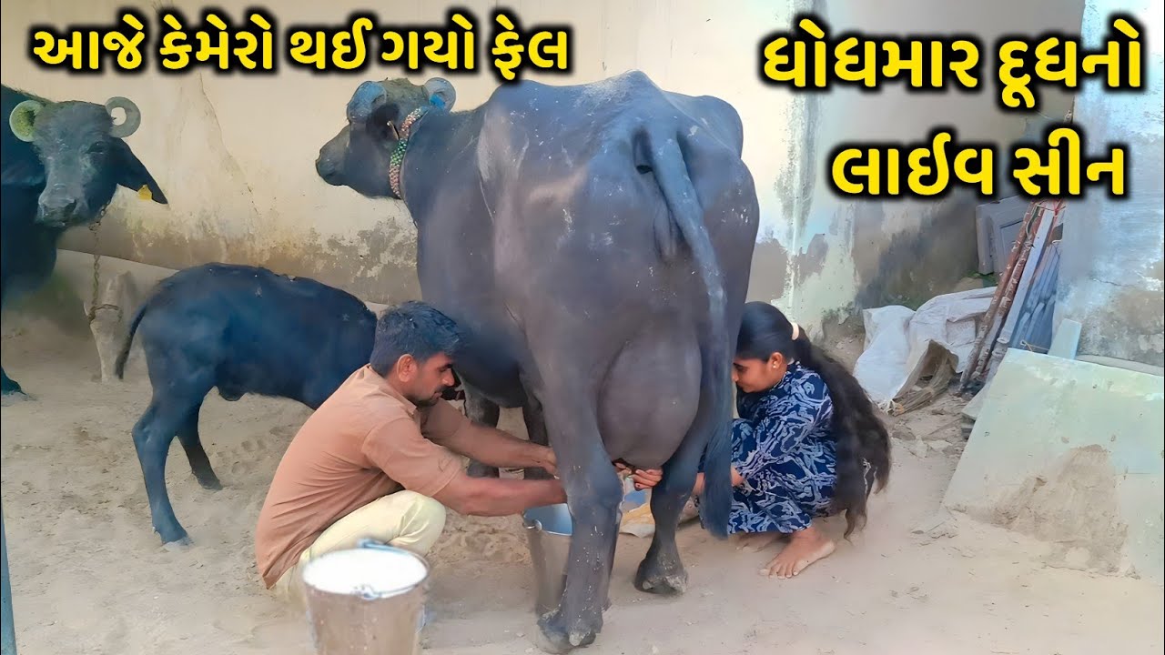 🎥 દૂધ ધમાલ LIVE – એકદમ રિયલ મિલકિંગ સીન! ગેરંટી, આટલુ દૂધ જોયુ નહી હોય 