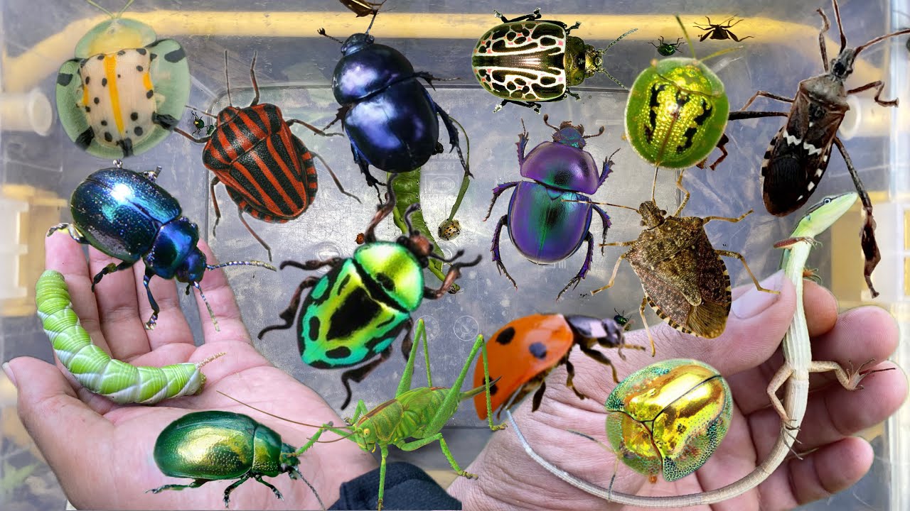 Hunting ladybugs‼️catch bug, beetle, katydid, caterpillar, grass lizard