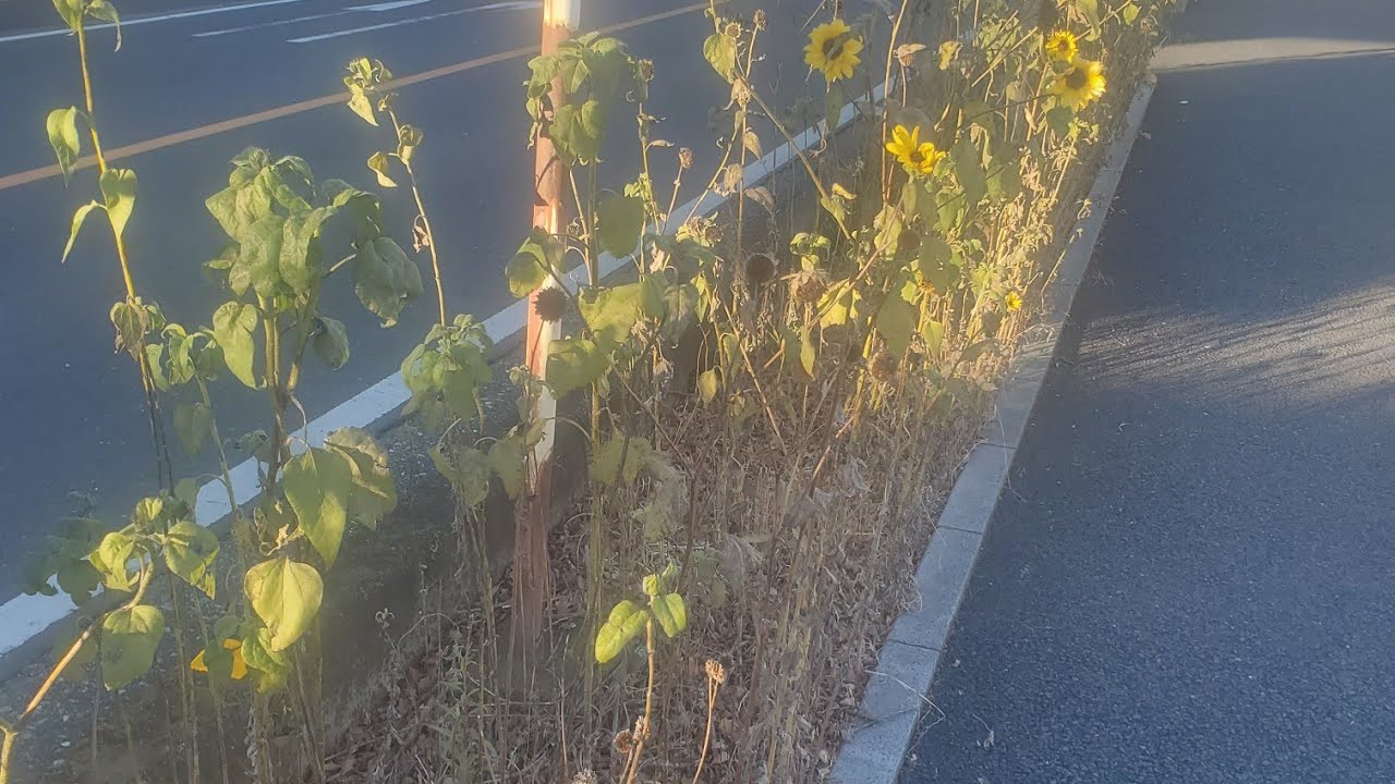 アデ川の真冬のひまわり🌻サイクリングを宇宙の魂令和マスターソウルファミリーに送ります