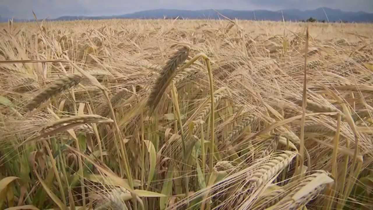 Brauerei Ganter Imagefilm