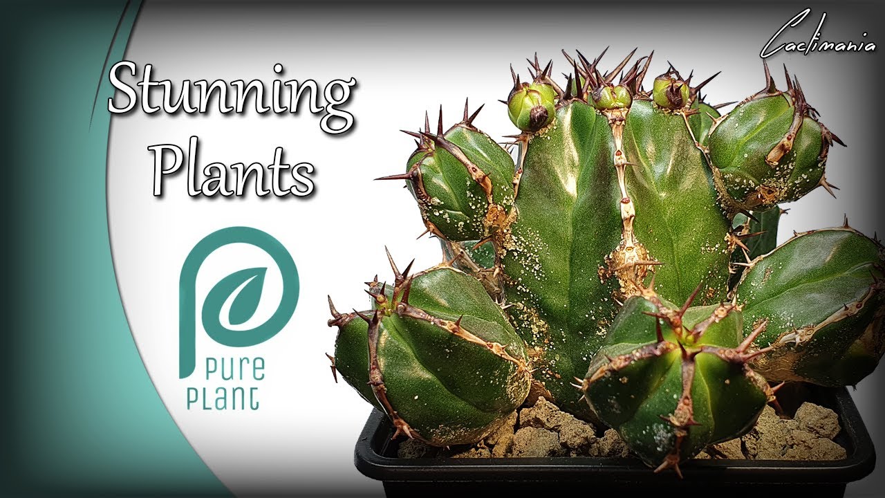 Unboxing Stunning Plants from Pure Plant UK | Cactus & Succulent Collection