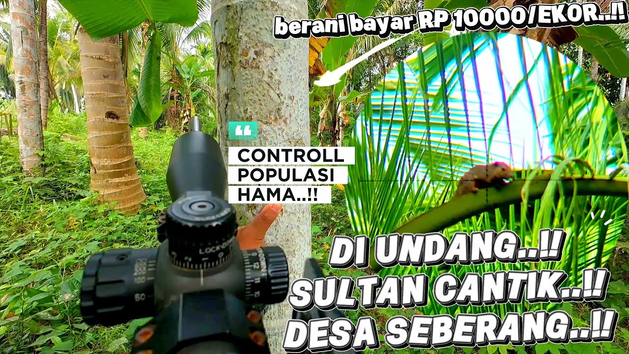 BERBURU TUPAI ‼️ DI UNDANG SULTAN CANTIK DARI DESA SEBERANG..
