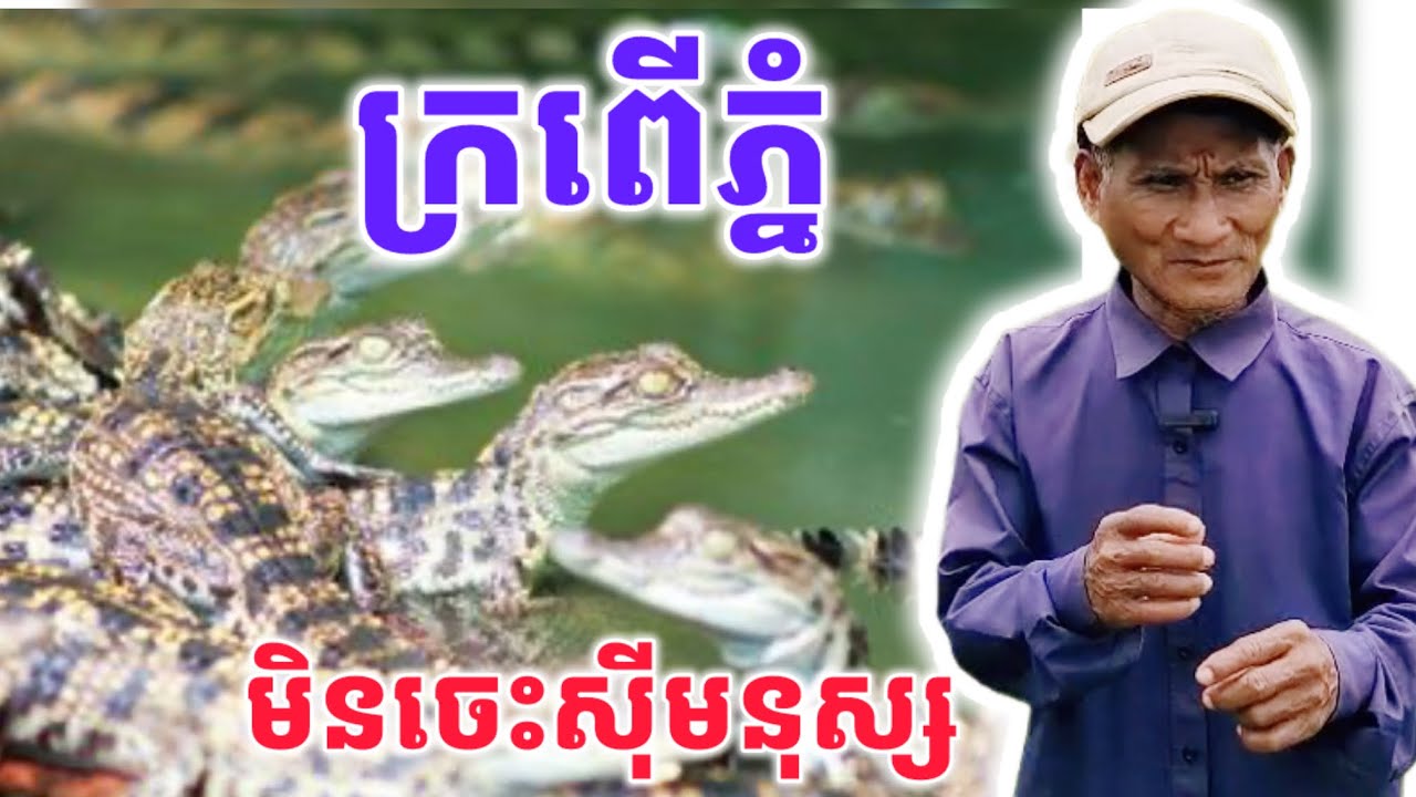 ក្រពេីភ្នំ​ មិនចេះស៊ីមនុស្សទេ​ នៅស្រុកវាលវែង​ មានរាប់រយក្បាល