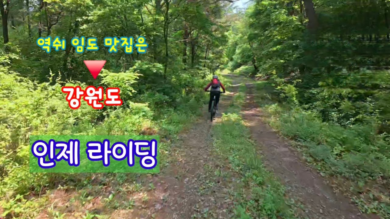 2025/5/26(인제)신풍 임도 매봉산 임도 라이딩