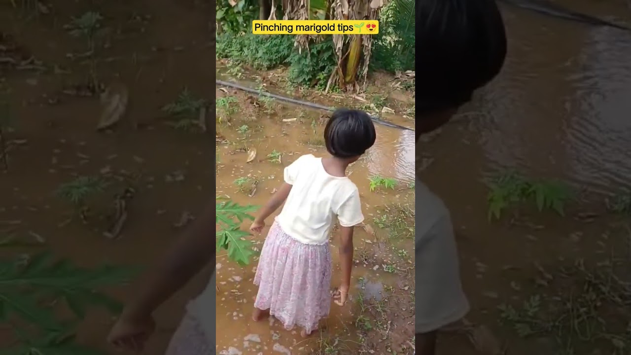 pinching marigold tips🌱😍#for growth #organicgrow#saplings#nature#viral#trending