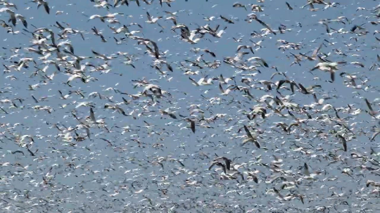 Snow Geese Take the Sky