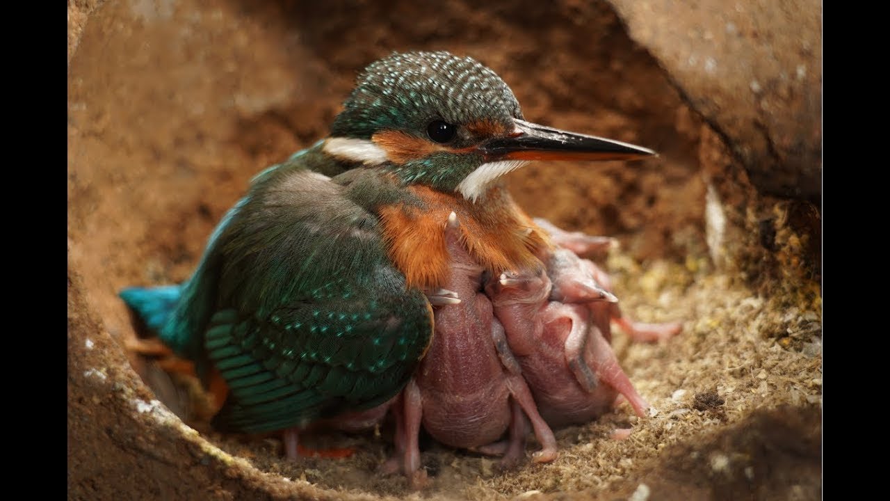 Kingfisher Footage Taken Inside Its Nest Inspires Bird Painting | My Wildlife Art | Robert E Fuller