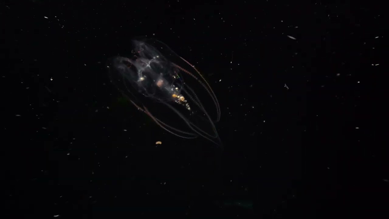 01.2026 Puerto Galera Philippinen Black Water Dive 2