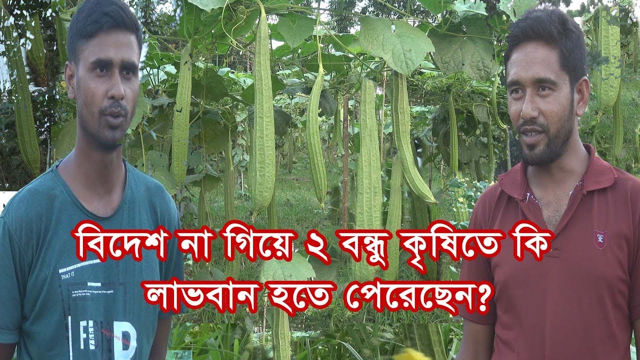 ১ বিঘা জমিতে ঝিঙ্গা চাষ করে মাত্র ২ মাসে--- ৮০ হাজার টাকা লাভ