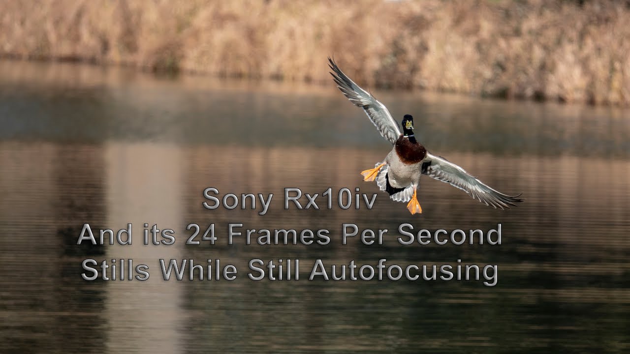The Sony Rx10iv Tracking Ducks Flying at 50-60mph