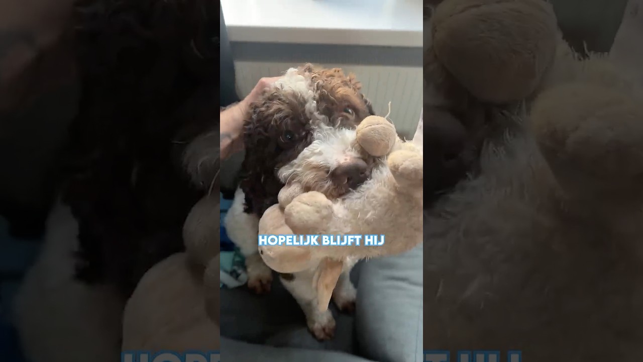 SJOERD mag BLIJVEN 🐶