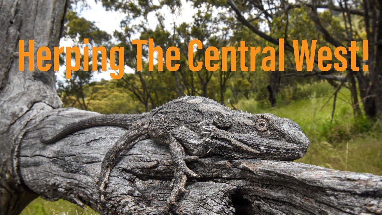 Herping Central West NSW