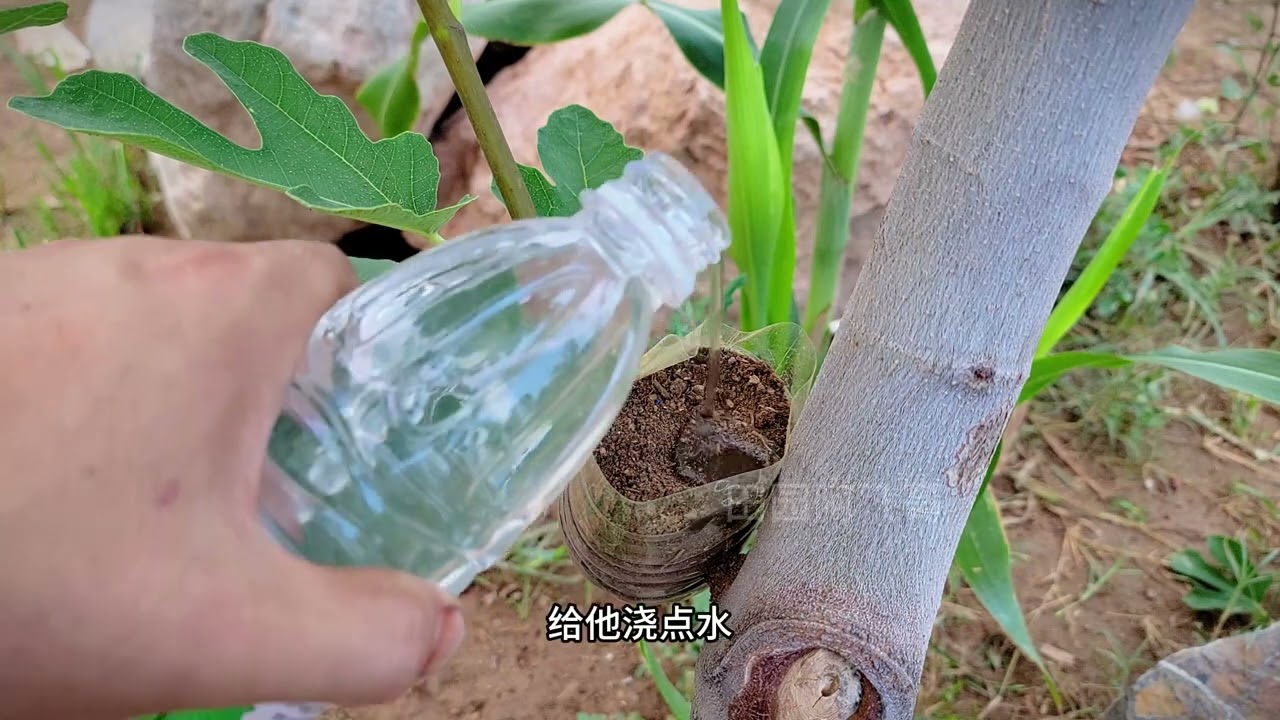 无花果高压繁殖，根系非常旺盛