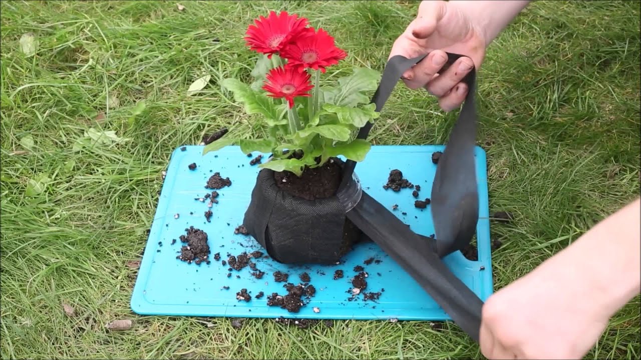 Valentine's Day Kokedama Gift Idea