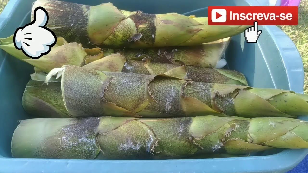 BROTO DE BAMBÚ, COMO COLHER E PREPARAR, MELHOR E MAIS BARATO QUE PALMITO.