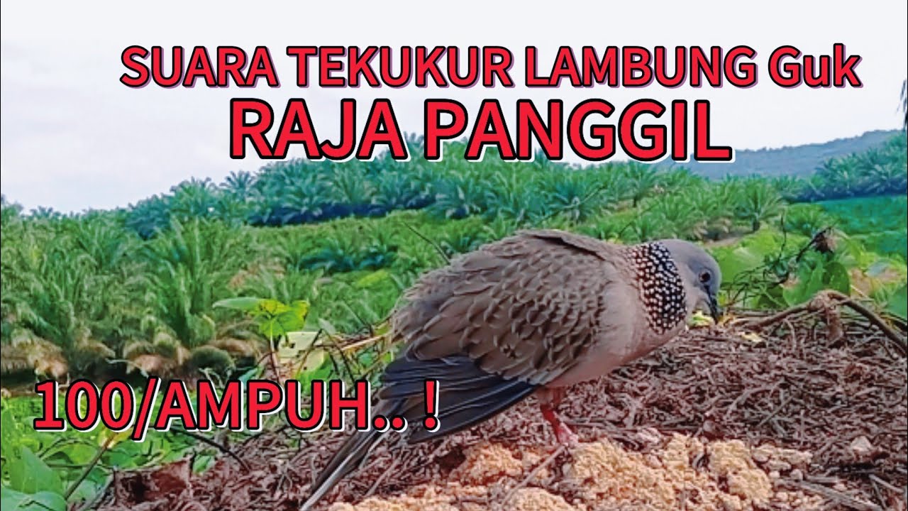 RAJA PANGGIL UNTUK BURUNG TEKUKUR LIAR