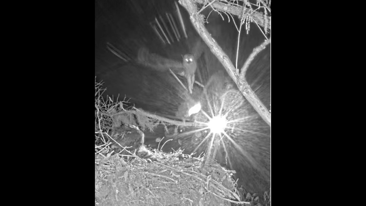 Winter Park *ANOTHER OWL ATTACK* 2026/02/26