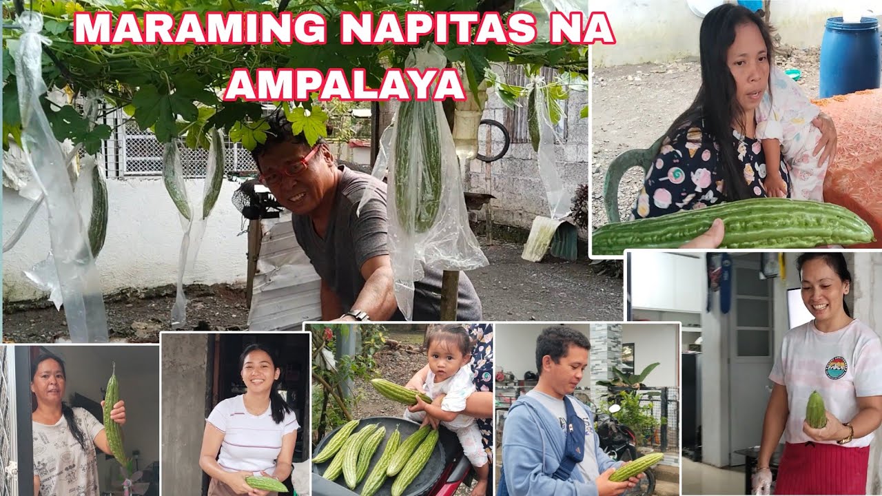 Maraming napitas na ampalaya sa tanim ni Tatay Dondon