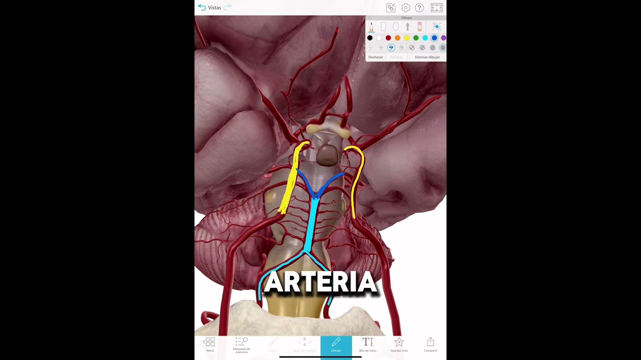 Las arterias del cerebro! Parte 2! #anatomy #pildorasanat&oacute;micas #anatomia