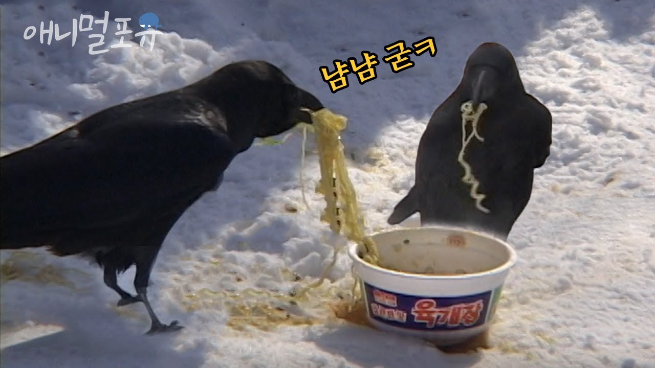 죽을 뻔한 까마귀를 살려줬더니... 매일 찾아와서 라면 달라 하는 중?!🍜ㅣKBS 오천만의 일급비밀 070119 방송