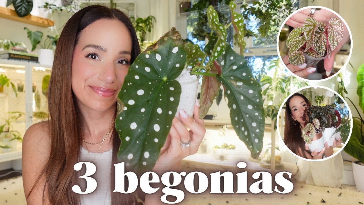 begonia propagation + care | maculata, fanny moser, variegated snow cap 🩷