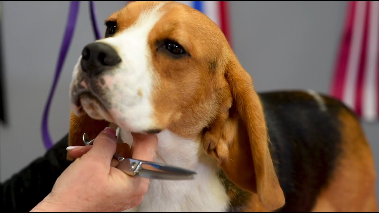 Trimming the Neck on Smooth-Coated Breeds
