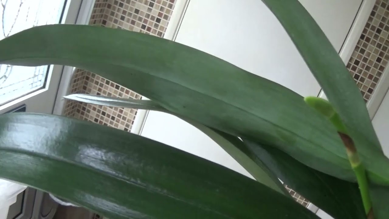 Три Angraecum и три Cymbidium.