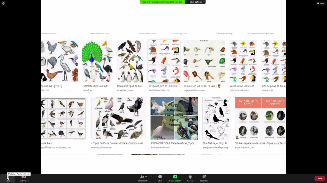 Desarrollo embrionario de Aves